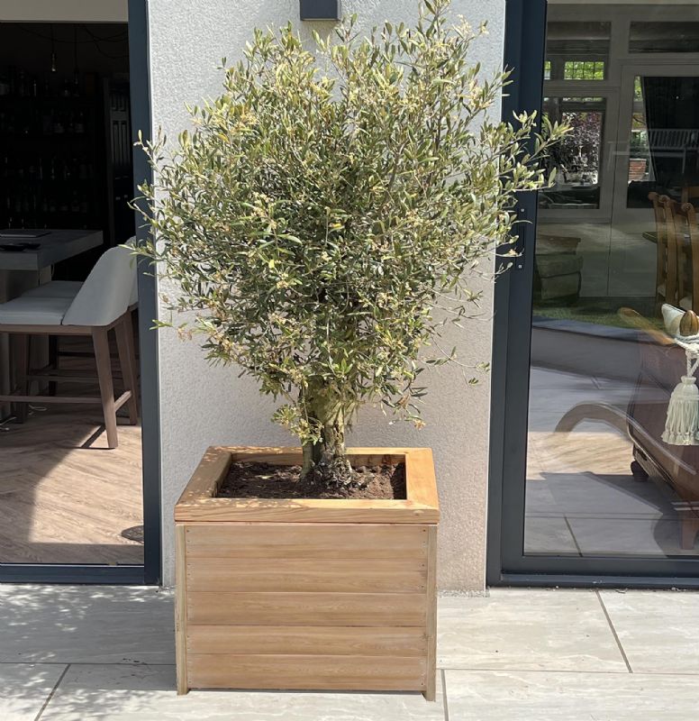 Large Wooden Tree Planter Made of Larch  (120 x 120 x 90cm)